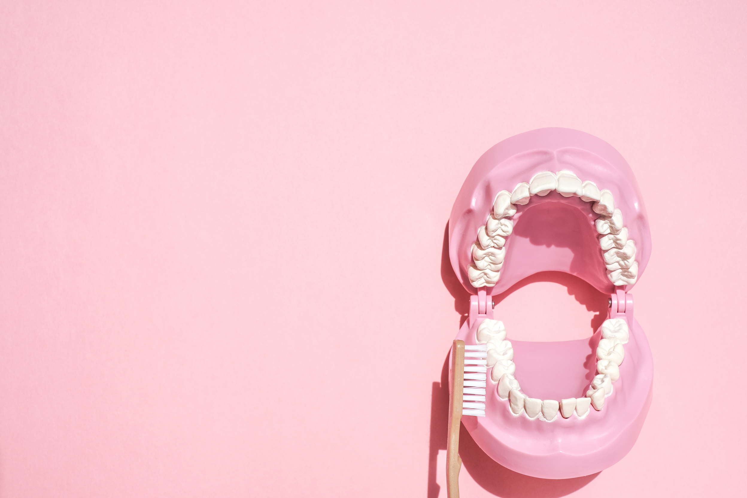 Dental Model and Toothbrush